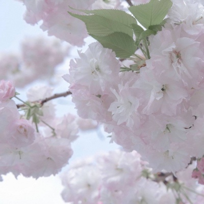 东港福瑞交流群